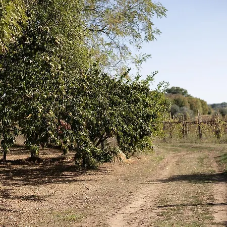 Roccia Bauernhof Pitigliano